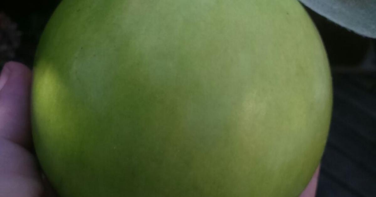 Delikate Quitten-Zitronen-Tonka-Marmelade von carpe vitam. Ein ...