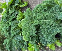 Wintersalat